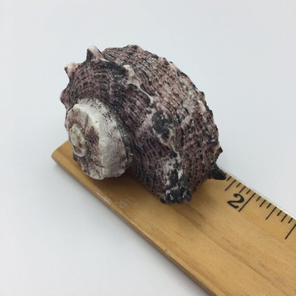 Vintage Set of 2 Seashell Magnets Starfish Sea Star Shell Hawaii Souvenir Fridge - Picture 9 of 10